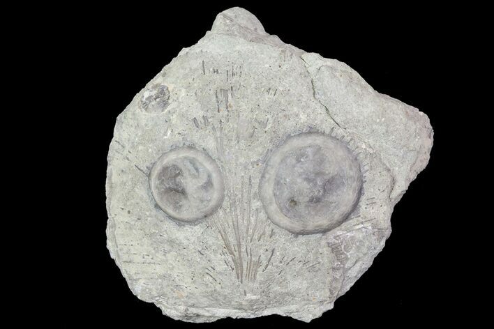 Two Edrioasteroids (Isorophus) On Brachiopod - Springdale, Ohio #68873